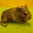 �.4 - hol�ina - narozena 15.6. 2010 (Rozinka z�st�v�)♀