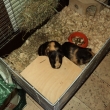 Kikinka a Rozinka - moc mil� a p��tuln� buchti�ky