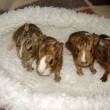 Bublinky MIMI �erstv� o�ist�n�- 9.srpna (z leva- holka, kluk, holka, holka)