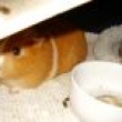 Ladynka - adoptovala jsem si j�, bo majitelka se zbavovala mor�at z d�vod� alergie a z�stala u m�.